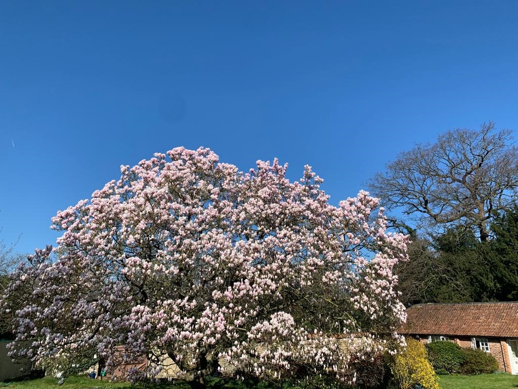 Big magnolia Gloucestershire Cotswolds Self Catering Cottages